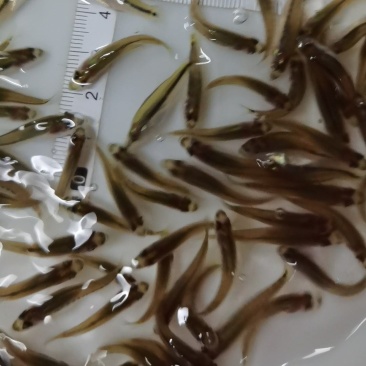 巴沙鱼苗大量现货供应淡水养殖鱼八星巴沙热带鱼苗大量供应