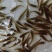巴沙鱼苗大量现货供应淡水养殖鱼八星巴沙热带鱼苗大量供应