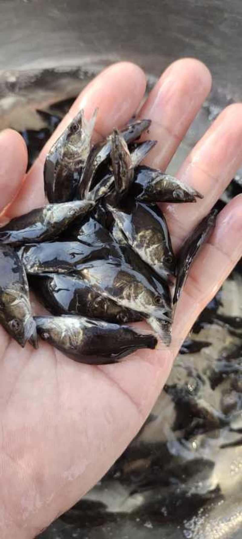 红眼金草鱼苗赤目金草鱼苗稀有草鱼高端观赏鱼苗