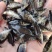 红眼金草鱼苗赤目金草鱼苗稀有草鱼高端观赏鱼苗