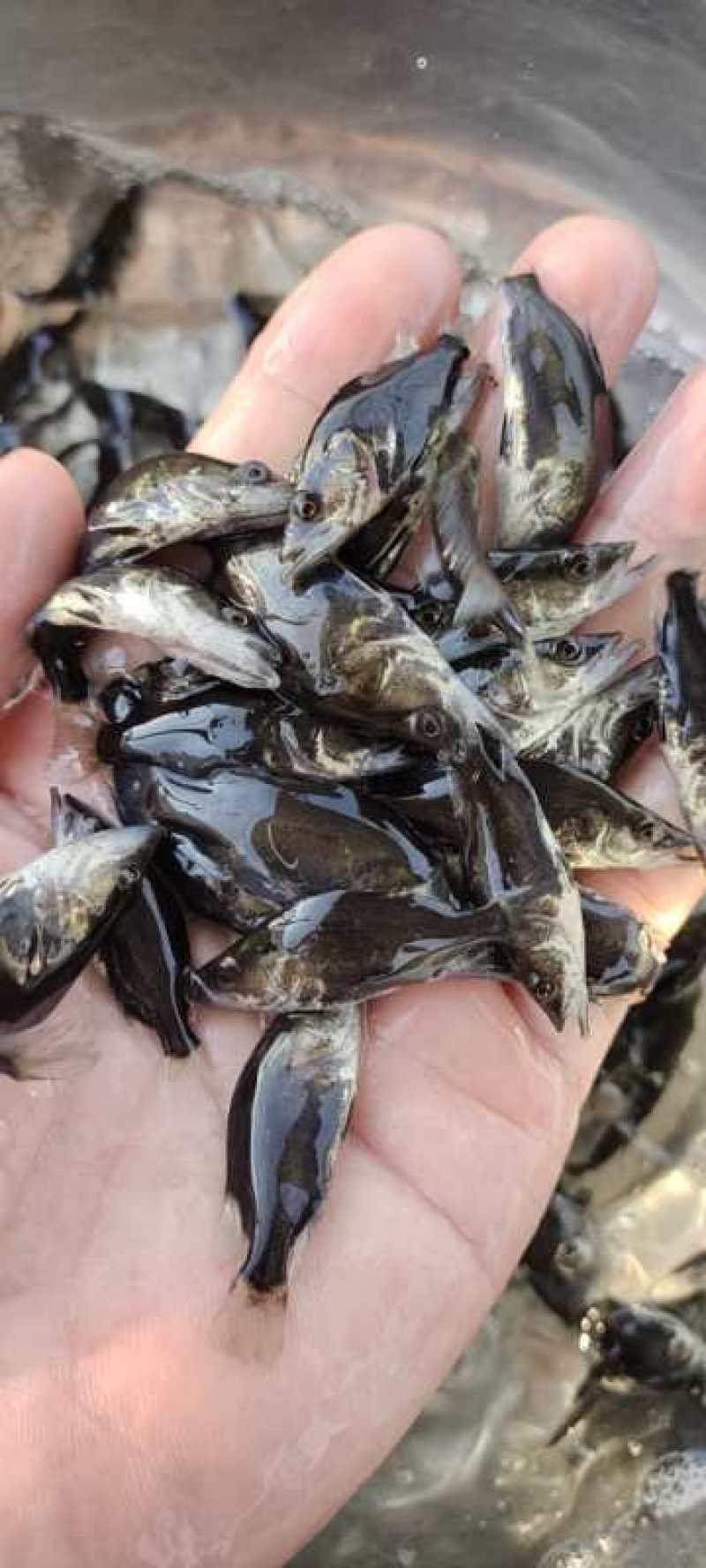 红眼金草鱼苗赤目金草鱼苗稀有草鱼高端观赏鱼苗