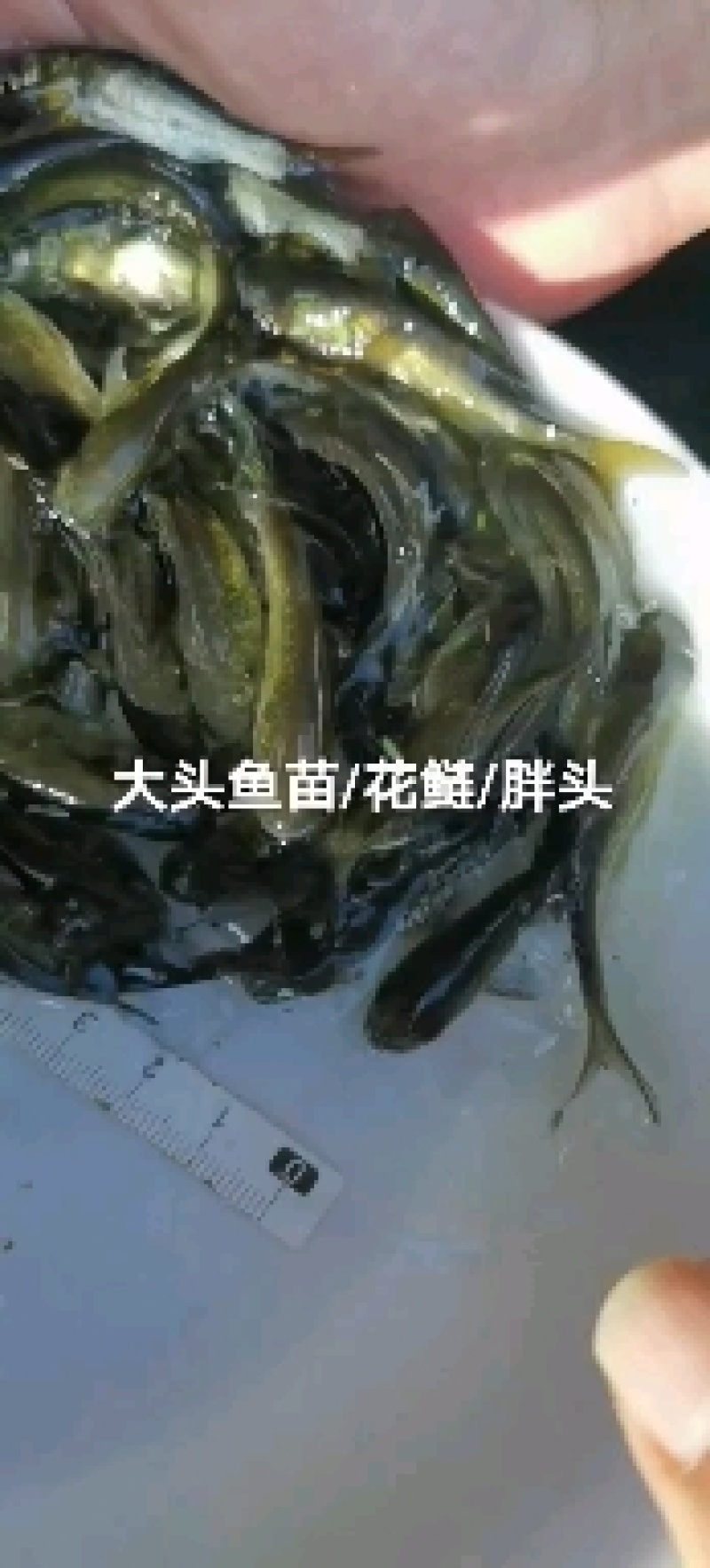 红眼金草鱼苗赤目金草鱼苗稀有草鱼高端观赏鱼苗