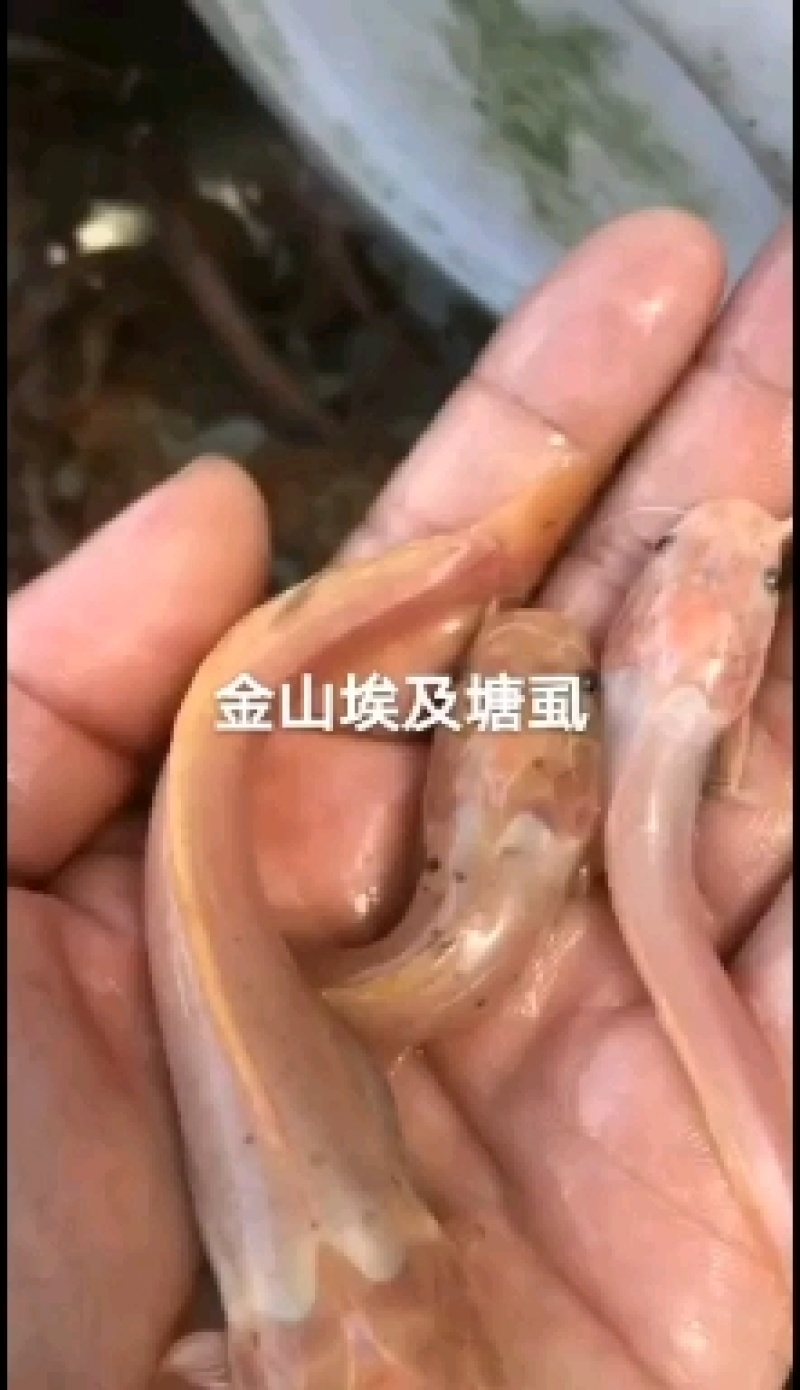 红眼金草鱼苗赤目金草鱼苗稀有草鱼高端观赏鱼苗
