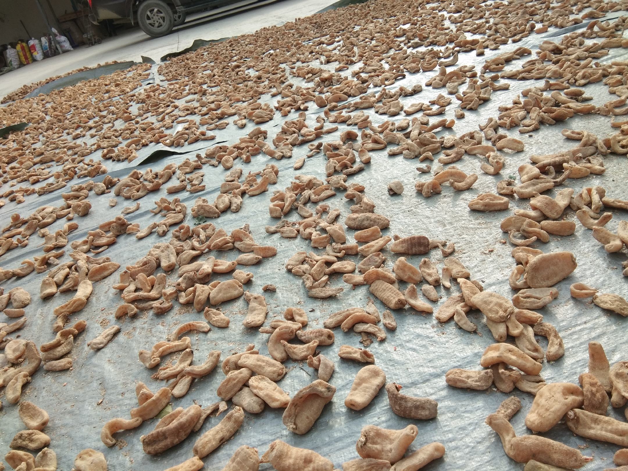 豫芝12号芝麻晾晒场景