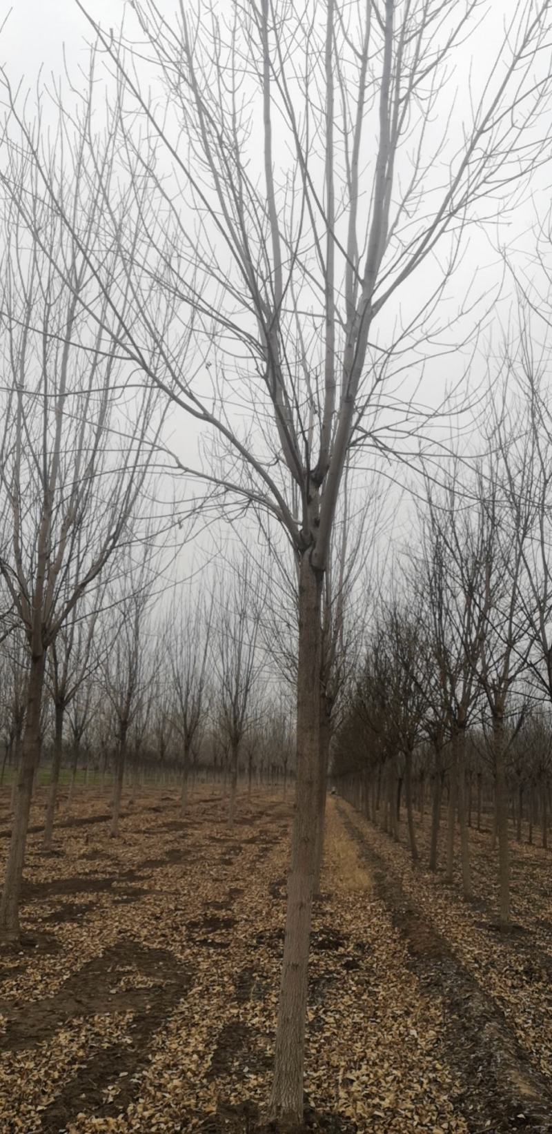山东白蜡，速生白蜡价格，绒毛白蜡