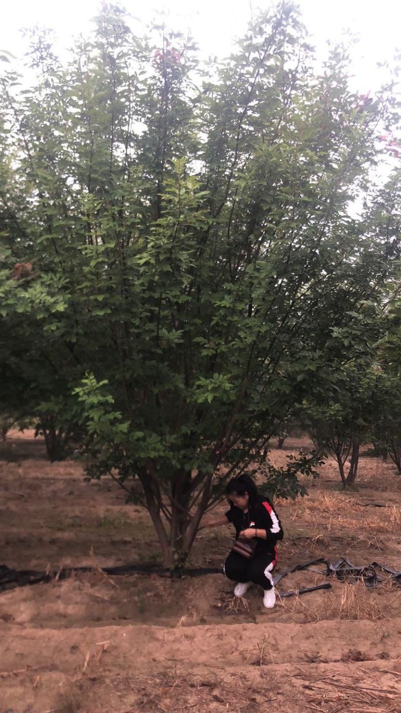 丛生白蜡，白蜡基地，丛生白蜡基地