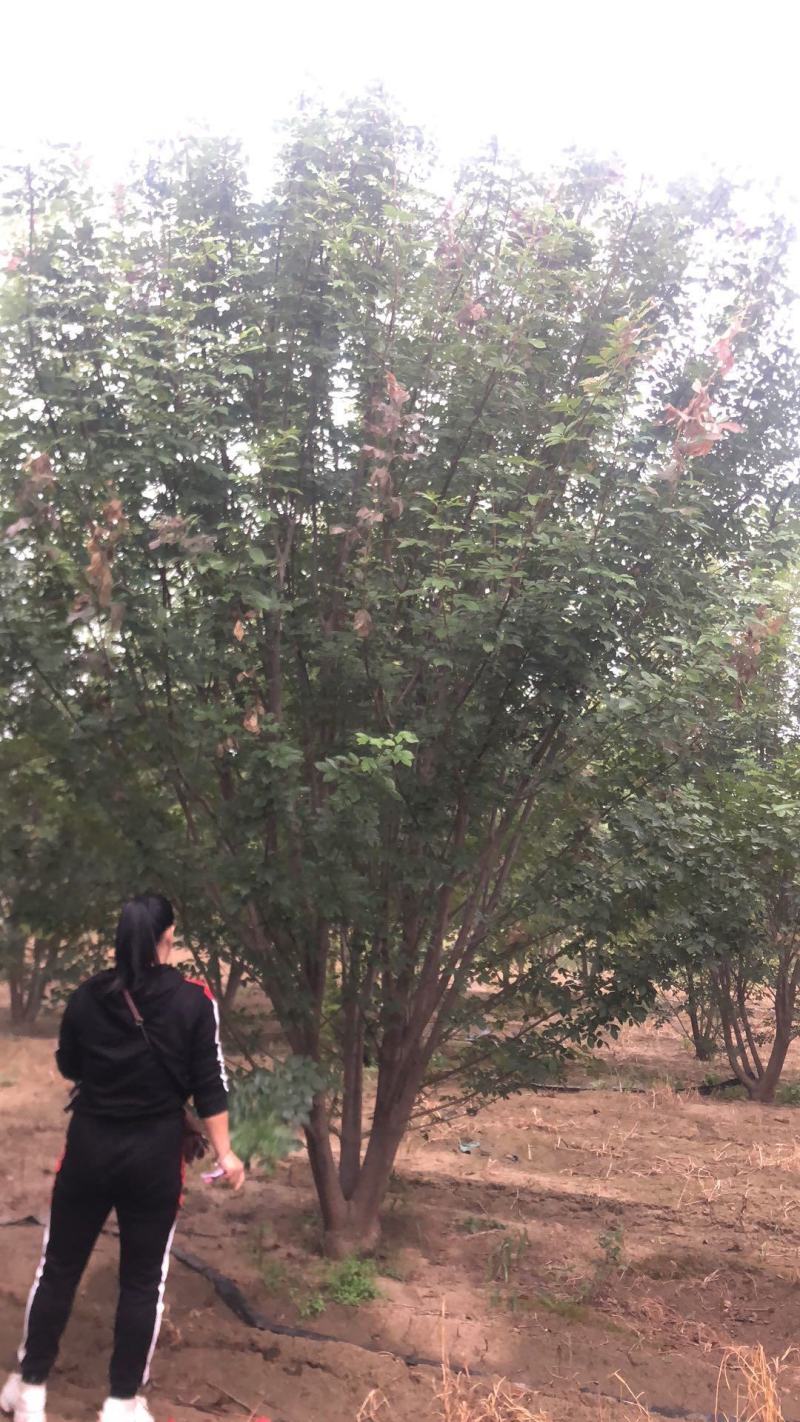 丛生白蜡，白蜡基地，丛生白蜡基地