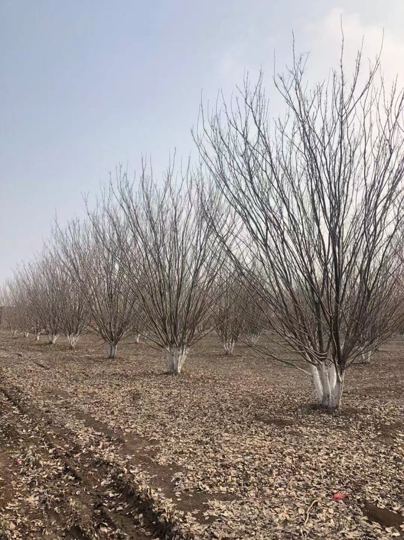 丛生白蜡，白蜡基地，丛生白蜡基地