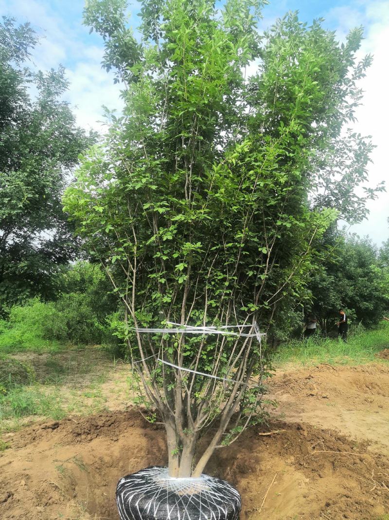 丛生白蜡，白蜡基地，丛生白蜡基地
