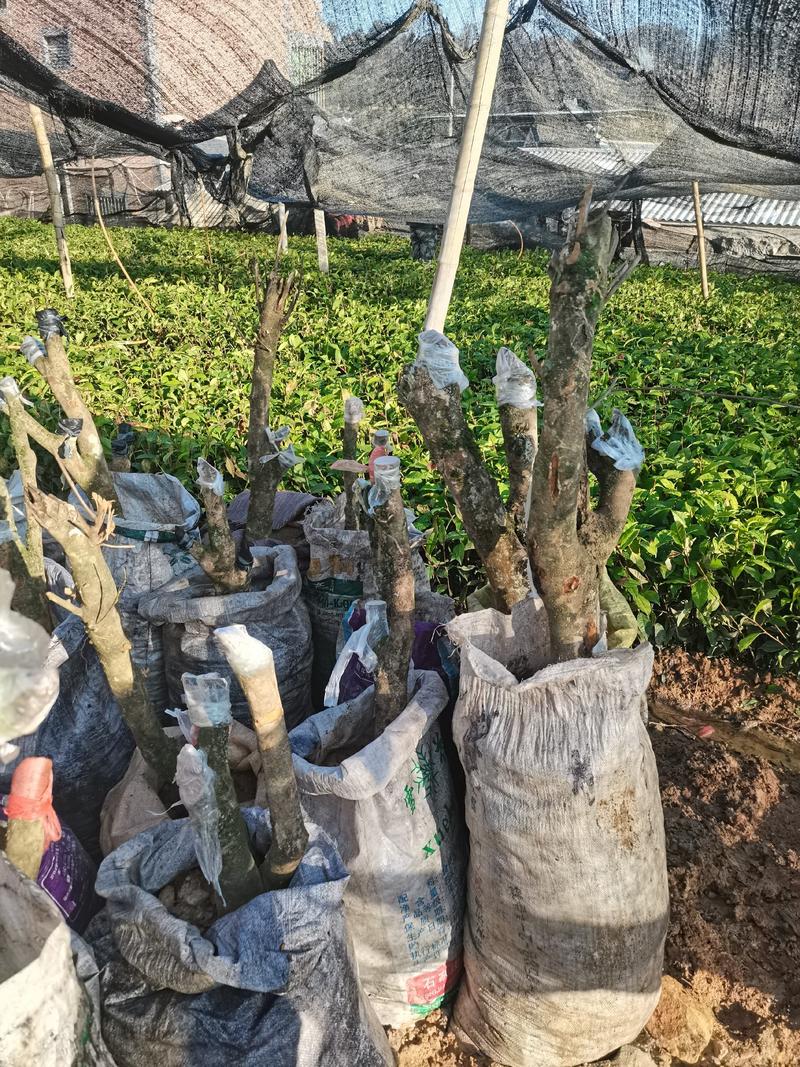 勐库大叶种茶树苗盆栽，营养袋苗3一10公分大苗出售