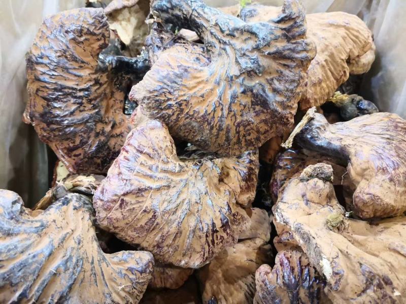 吉林长白山野生灵芝东北特产土特产厂家源头直采