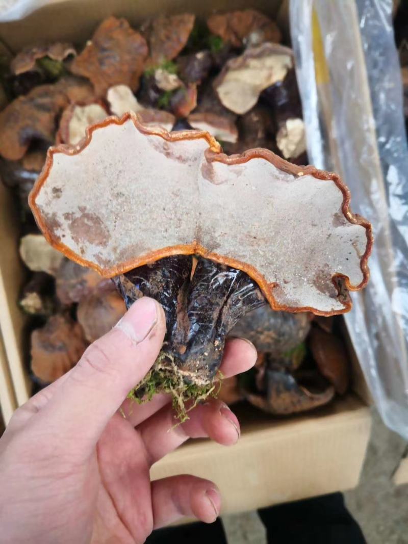 吉林长白山野生灵芝东北特产土特产厂家源头直采