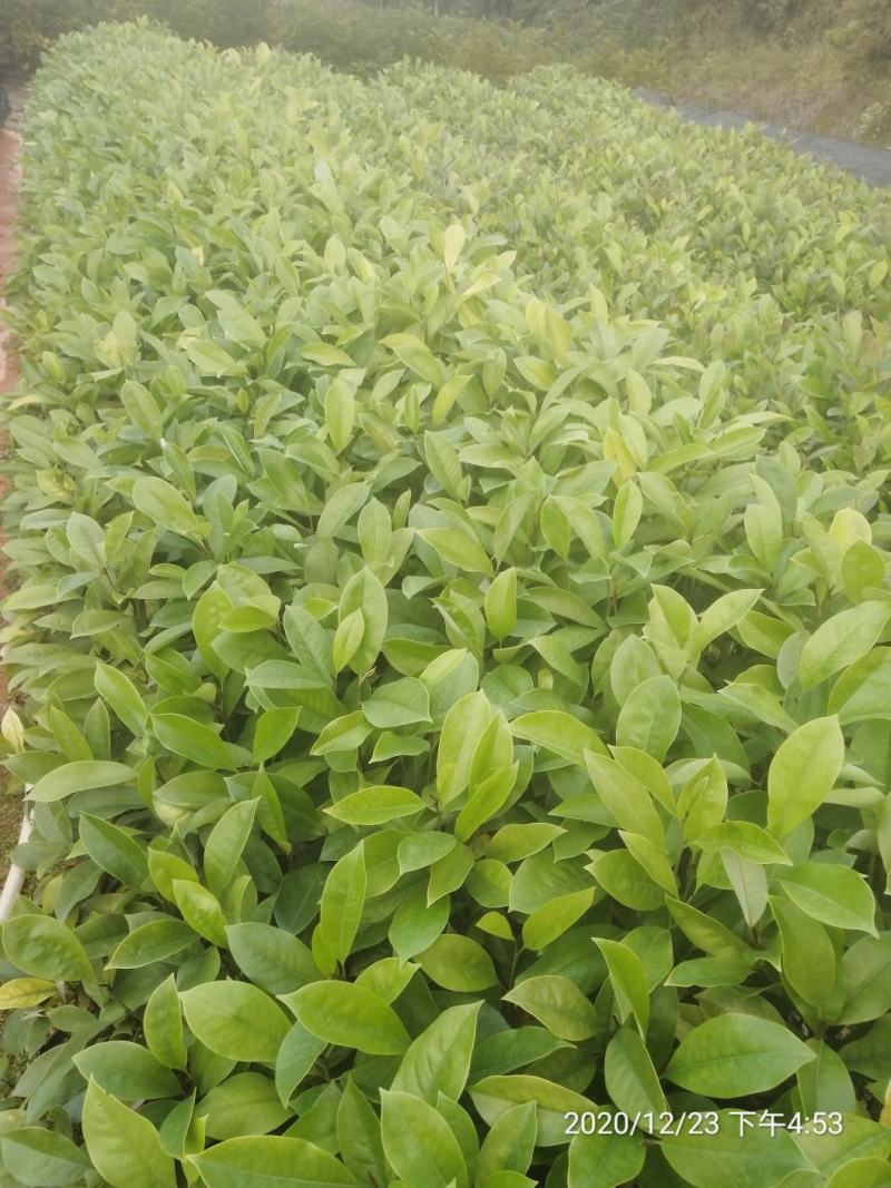火力楠火力楠小苗批发火力楠杯苗火力楠袋装苗火力楠