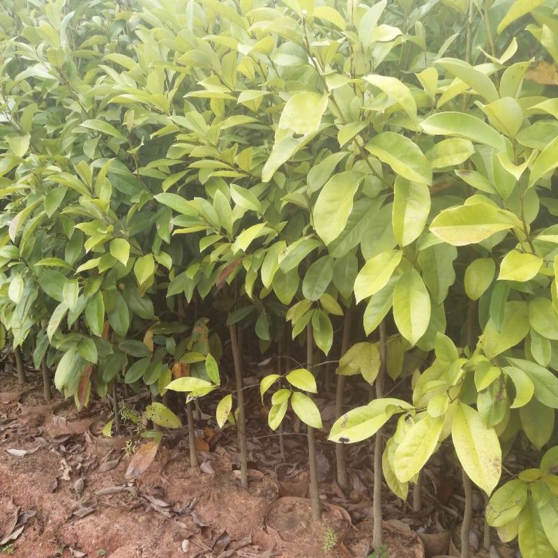 火力楠火力楠小苗批发火力楠杯苗火力楠袋装苗火力楠