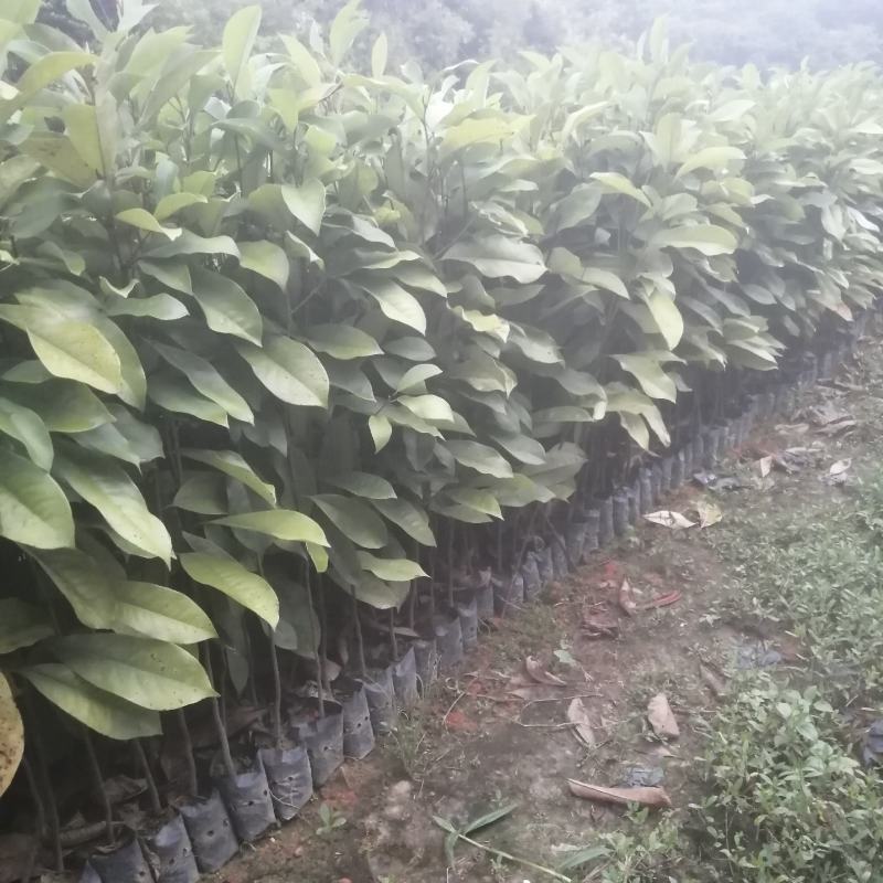 火力楠火力楠小苗批发火力楠杯苗火力楠袋装苗火力楠