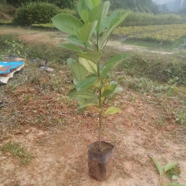 火力楠火力楠小苗批发火力楠杯苗火力楠袋装苗火力楠