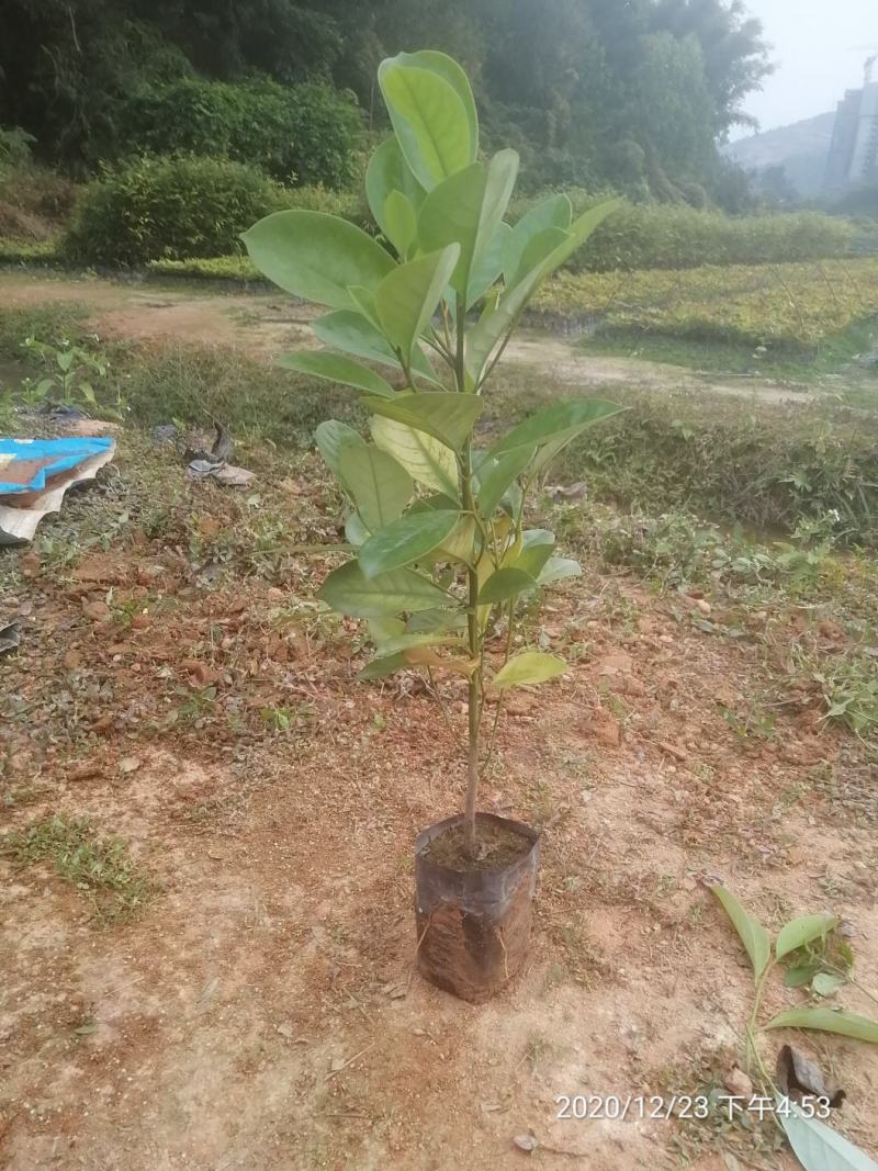 火力楠火力楠小苗批发火力楠杯苗火力楠袋装苗火力楠
