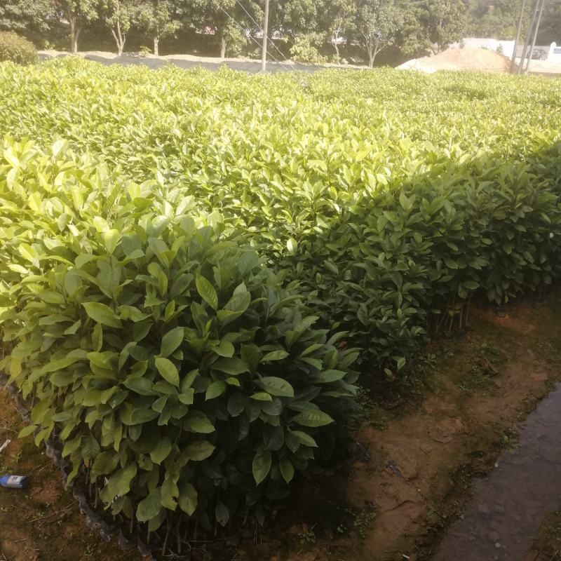 火力楠火力楠小苗批发火力楠杯苗火力楠袋装苗火力楠