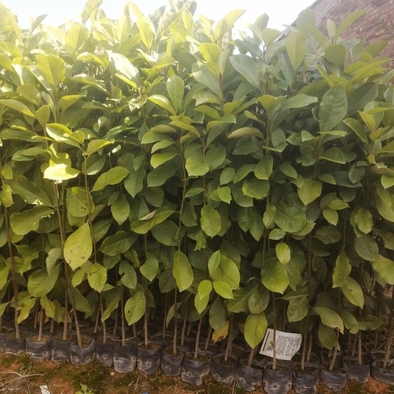 火力楠火力楠小苗批发火力楠杯苗火力楠袋装苗火力楠