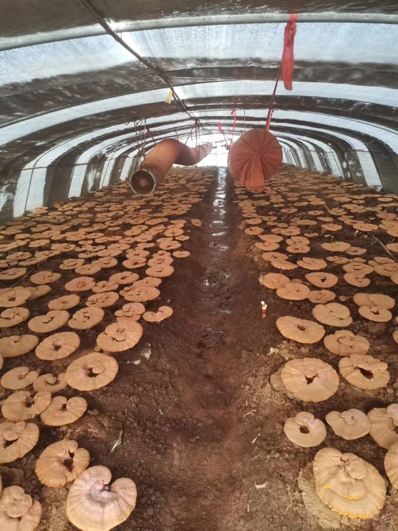 吉林长白山野生灵芝东北特产土特产厂家源头直采