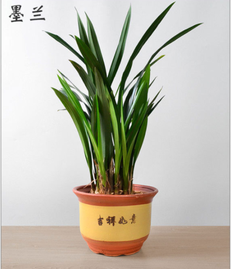 陶瓷花盆陶土泥盆粗陶花盆高档紫砂梅花兰花盆带托盘包邮