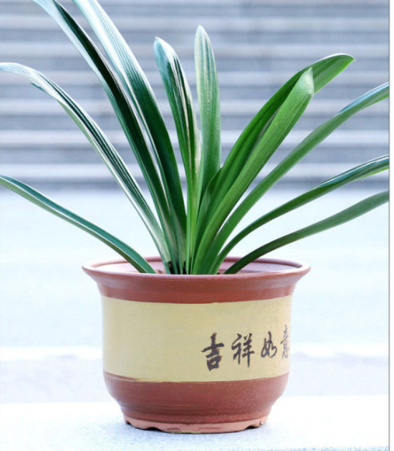 陶瓷花盆陶土泥盆粗陶花盆高档紫砂梅花兰花盆带托盘包邮