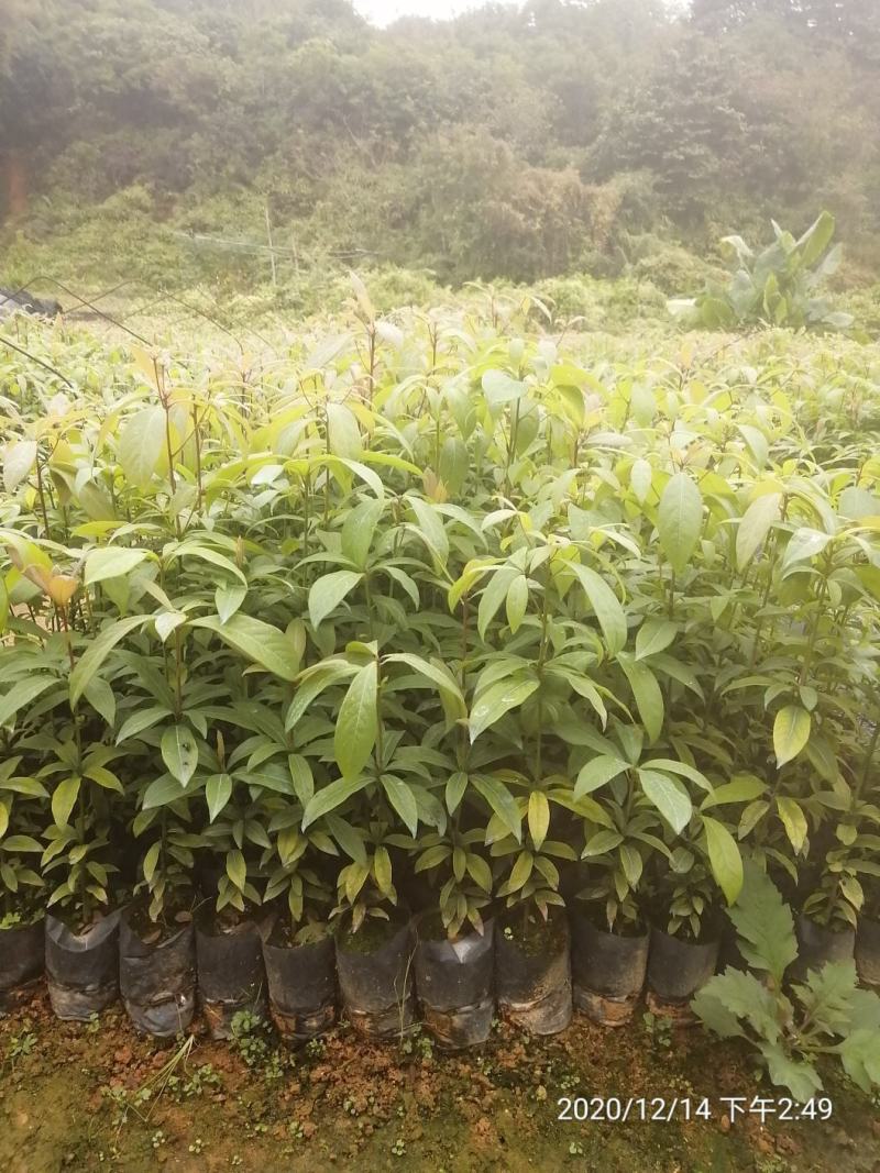 闽楠小苗闽楠袋苗闽楠杯苗闽楠批发