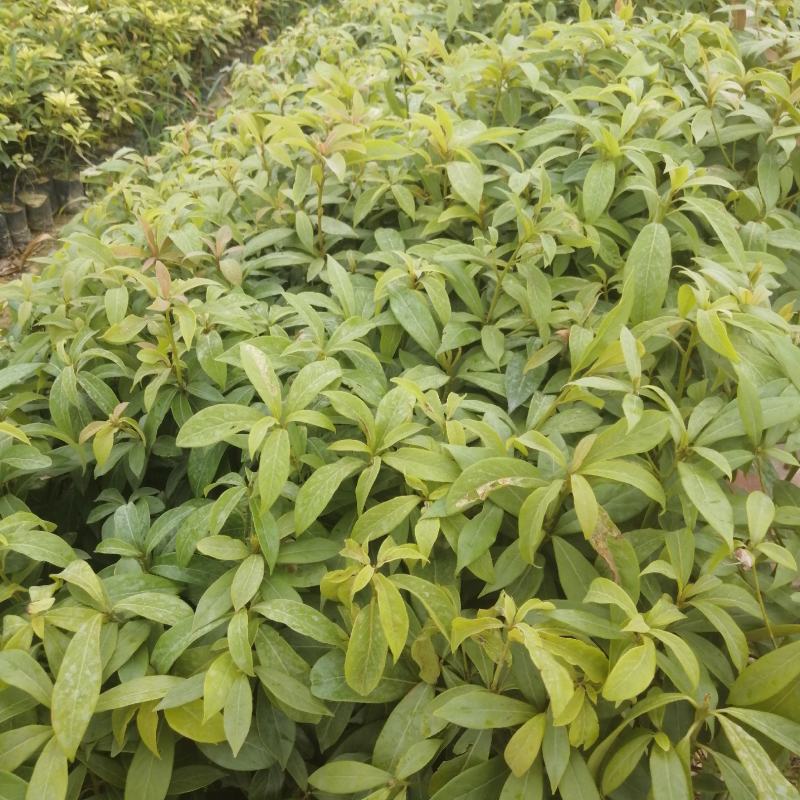 闽楠小苗闽楠袋苗闽楠杯苗闽楠批发