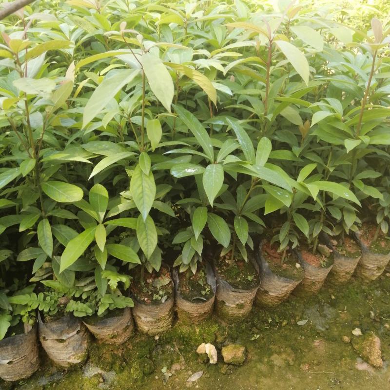 闽楠小苗闽楠袋苗闽楠杯苗闽楠批发