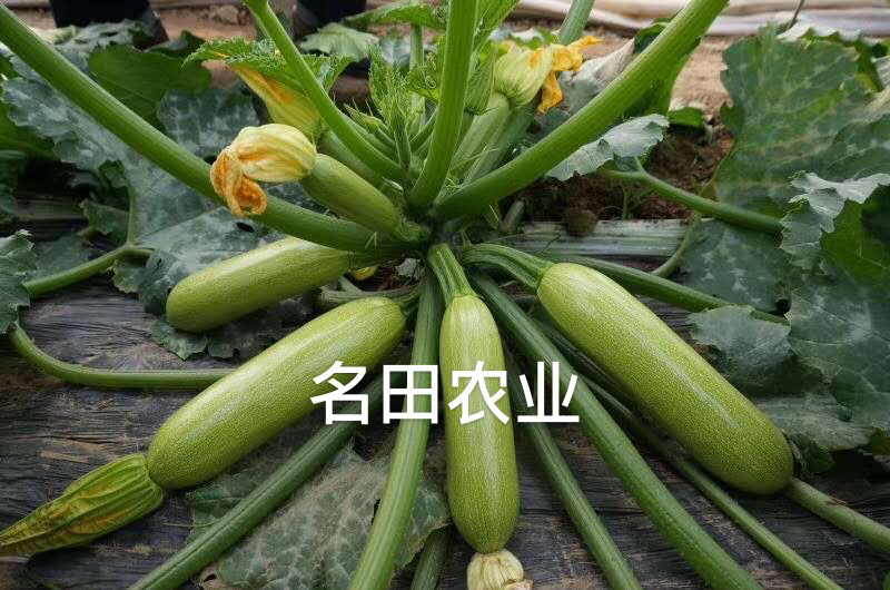 西葫芦种子油亮型春秋可以种颜色绿，绿如意