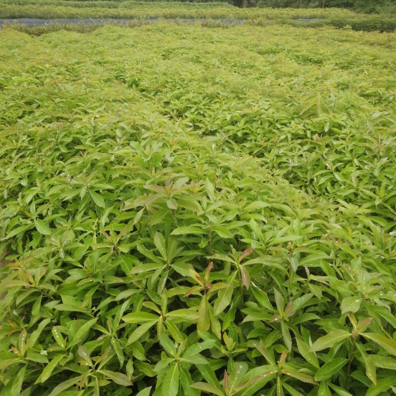小叶贞楠小叶贞楠小苗小叶贞楠袋苗小叶贞楠批发