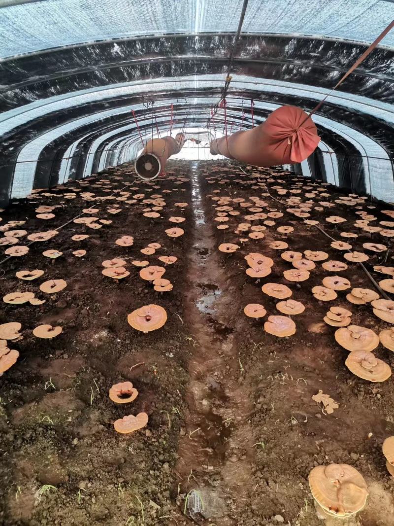 吉林长白山灵芝孢子粉纯粉东北特产东北三宝