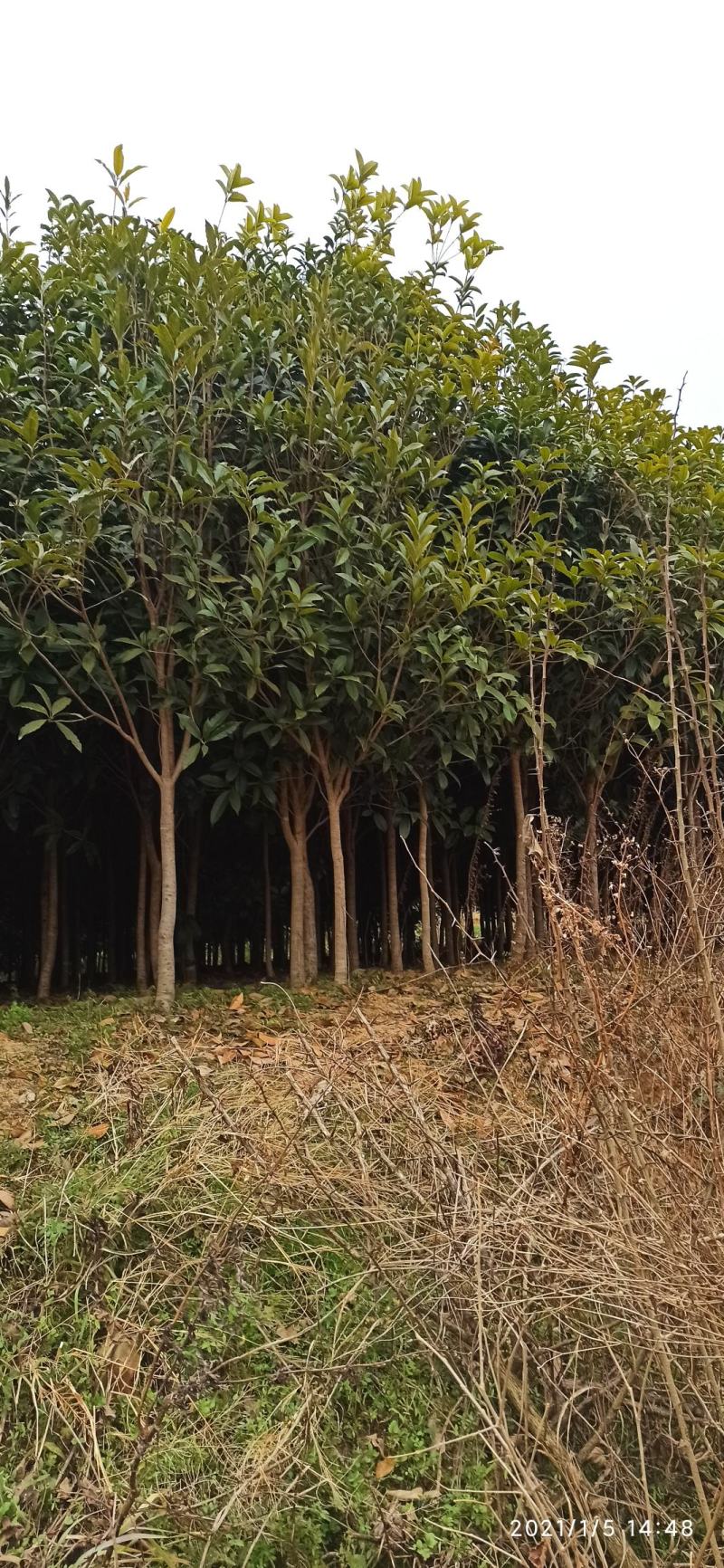 湖北桂花树桂花八月桂金桂供应1-20公分各规格成活率高