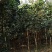 湖北桂花树桂花八月桂金桂供应1-20公分各规格成活率高