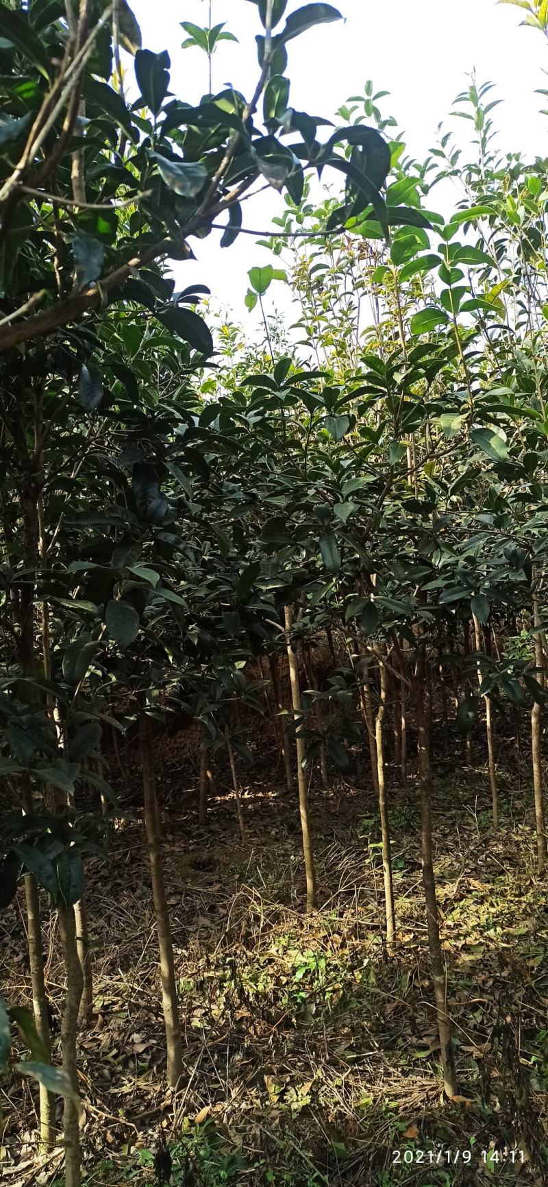 湖北桂花树桂花八月桂金桂供应1-20公分各规格成活率高
