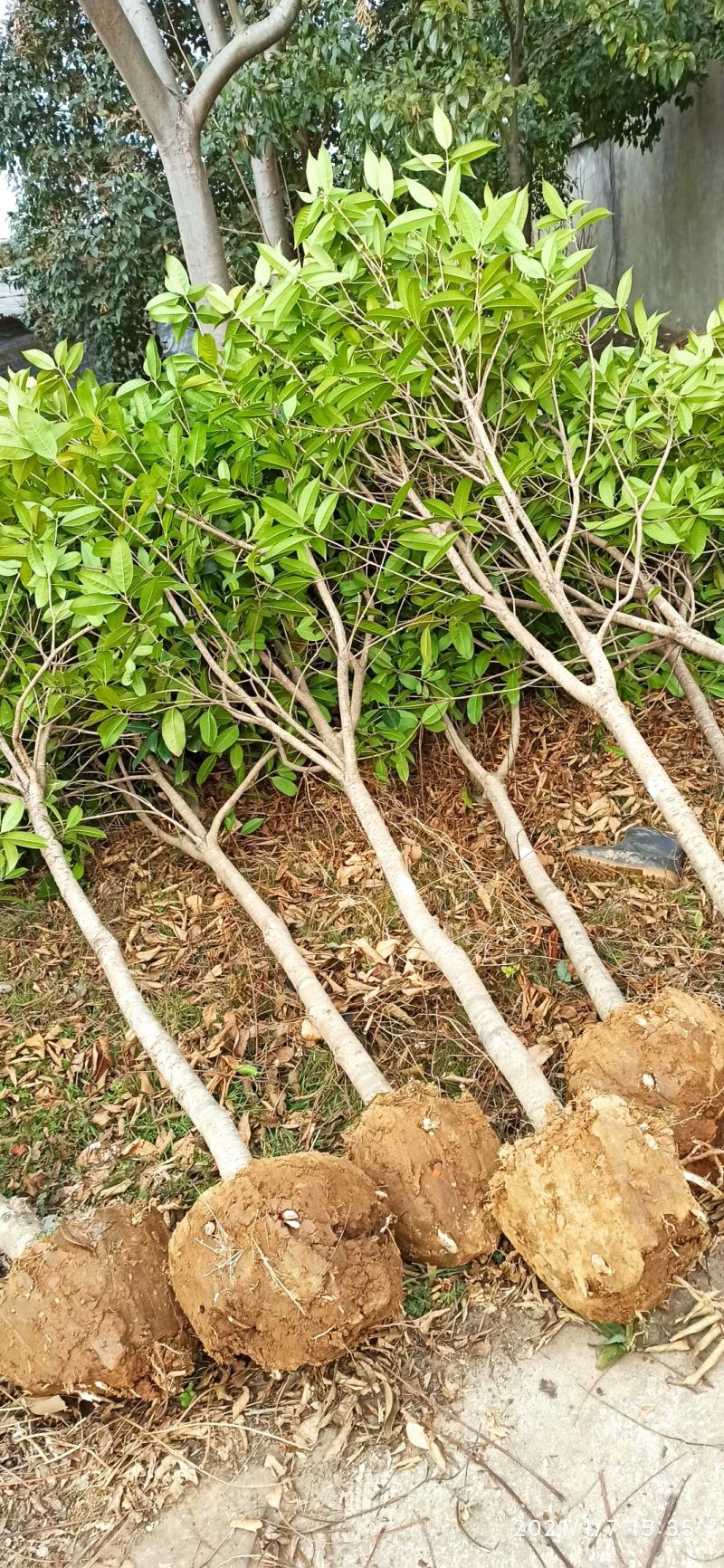 湖北桂花树桂花八月桂金桂供应1-20公分各规格成活率高