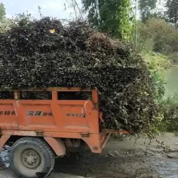棠梨苗，杜梨苗，嫁接梨苗，量大价优，质量保证