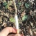 棠梨苗，杜梨苗，嫁接梨苗，量大价优，质量保证