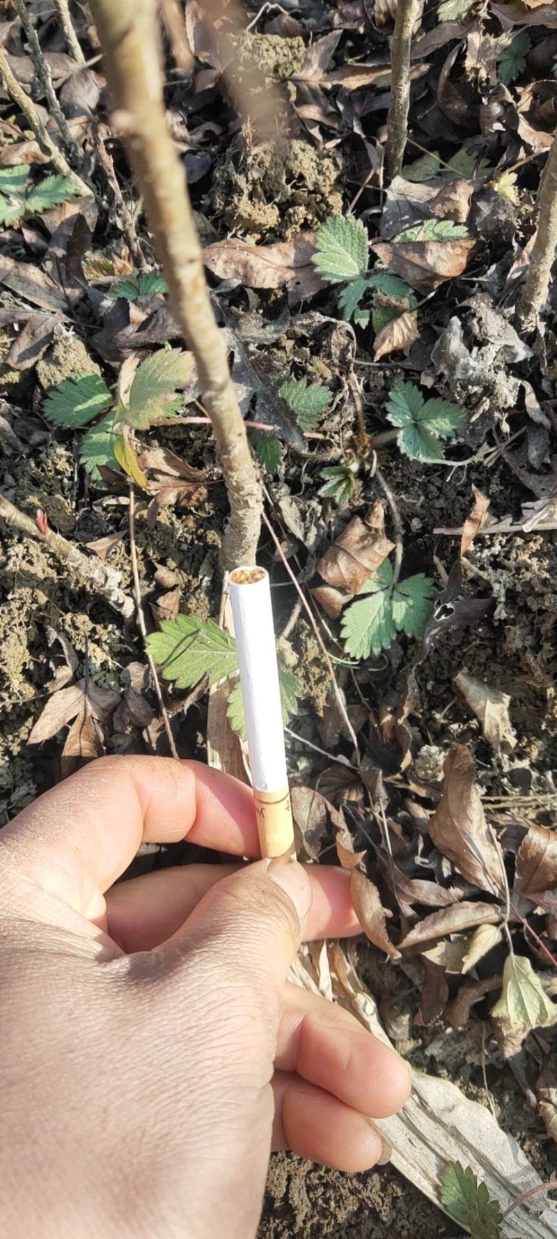 棠梨苗，杜梨苗，嫁接梨苗，量大价优，质量保证