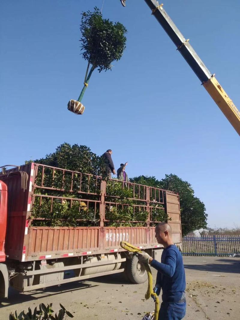 湖北桂花树桂花八月桂金桂供应1-20公分各规格成活率高