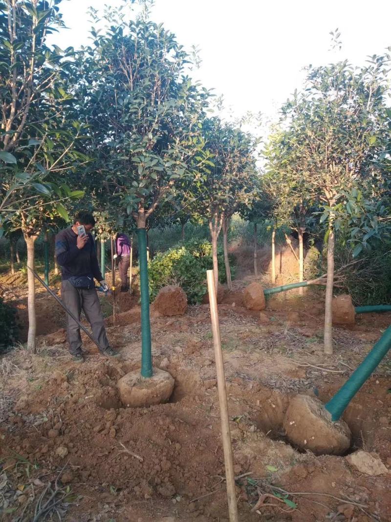 湖北桂花树桂花八月桂金桂供应1-20公分各规格成活率高