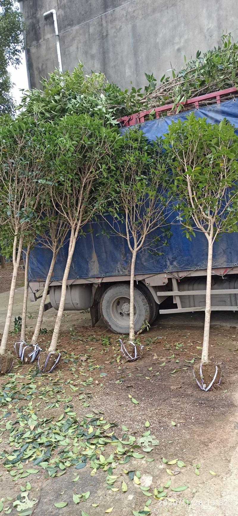 湖北桂花树桂花八月桂金桂供应1-20公分各规格成活率高