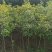 湖北桂花树桂花八月桂金桂供应1-20公分各规格成活率高