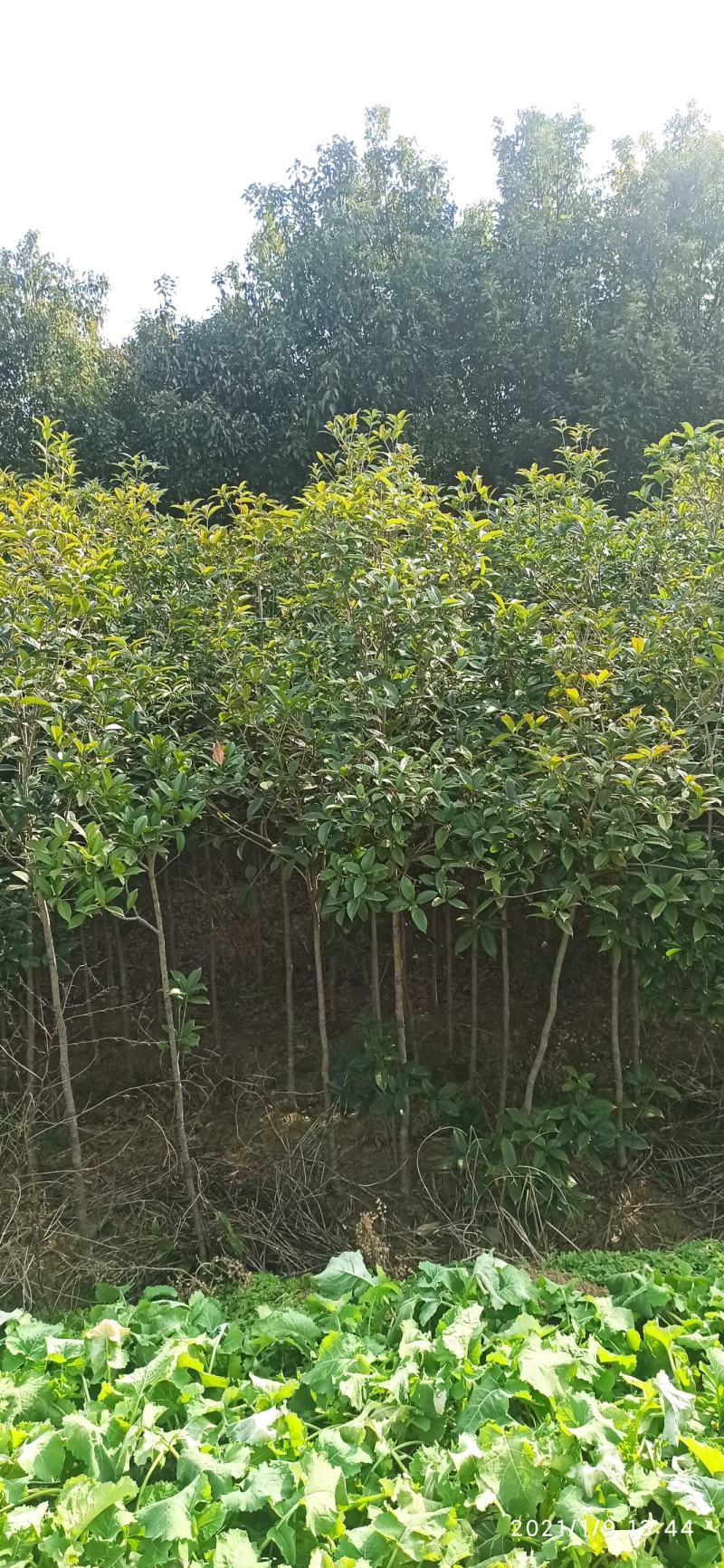 湖北桂花树桂花八月桂金桂供应1-20公分各规格成活率高