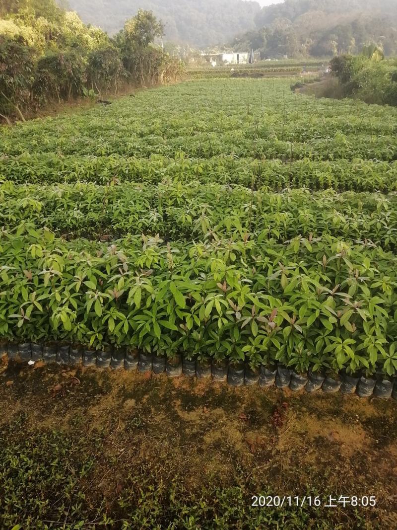细叶贞楠细叶贞楠小苗细叶贞楠杯苗细叶贞楠批发