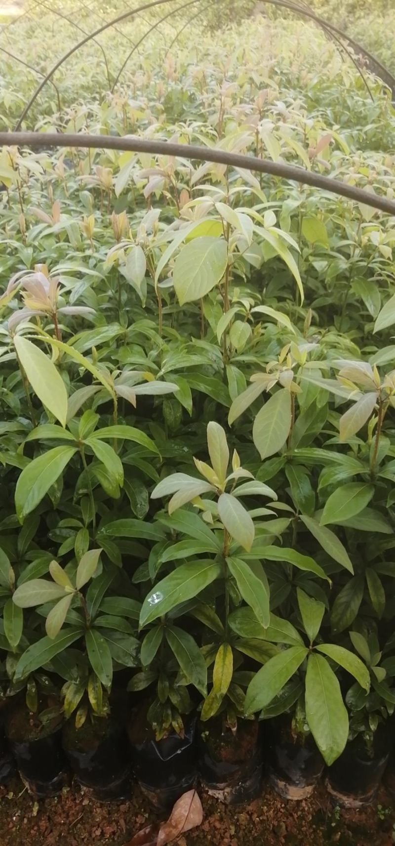 细叶贞楠细叶贞楠小苗细叶贞楠杯苗细叶贞楠批发