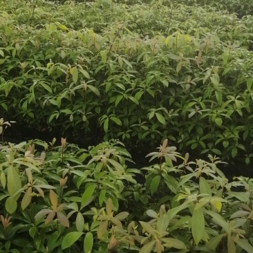 细叶贞楠细叶贞楠小苗细叶贞楠杯苗细叶贞楠批发
