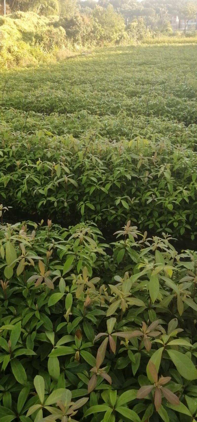 细叶贞楠细叶贞楠小苗细叶贞楠杯苗细叶贞楠批发