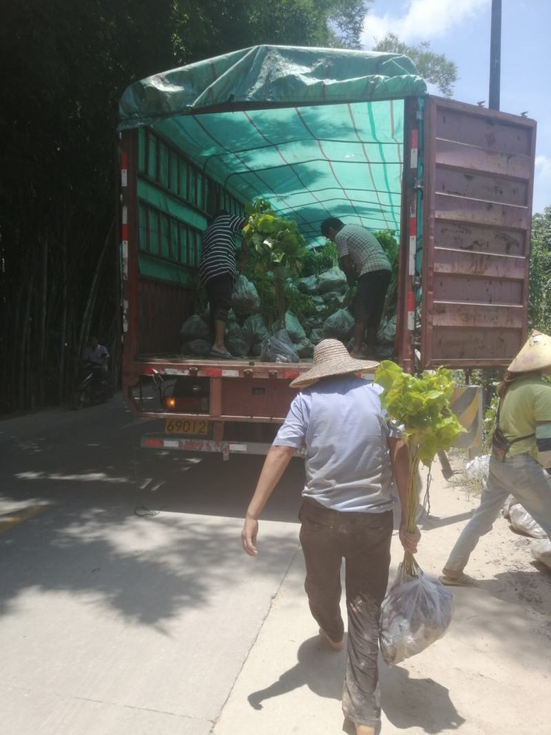 小叶桢楠小叶桢楠小苗小叶桢楠杯苗小叶桢楠袋苗