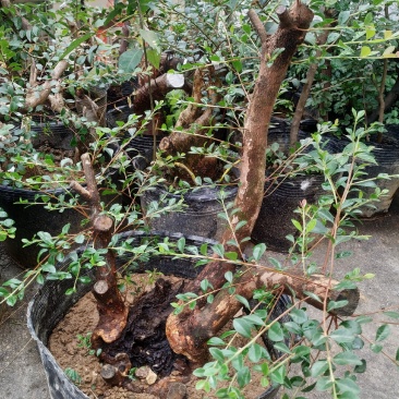 小叶赤楠熟桩，下山桩